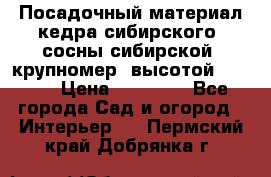 Посадочный материал кедра сибирского (сосны сибирской) крупномер, высотой 3-3.5  › Цена ­ 19 800 - Все города Сад и огород » Интерьер   . Пермский край,Добрянка г.